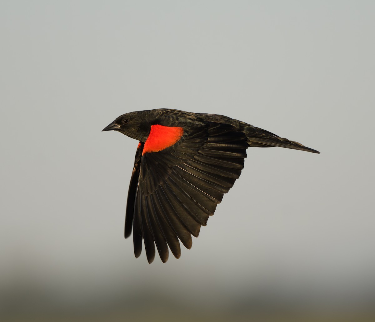 Red-winged Blackbird (California Bicolored) - Joshua Greenfield