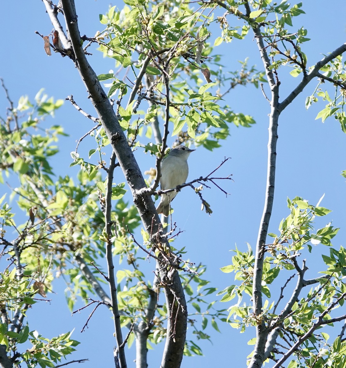 Blue-gray Gnatcatcher - Andrew Bailey