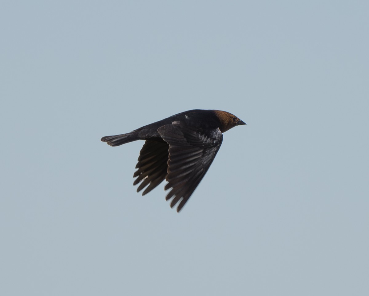 Brown-headed Cowbird - ML618844900