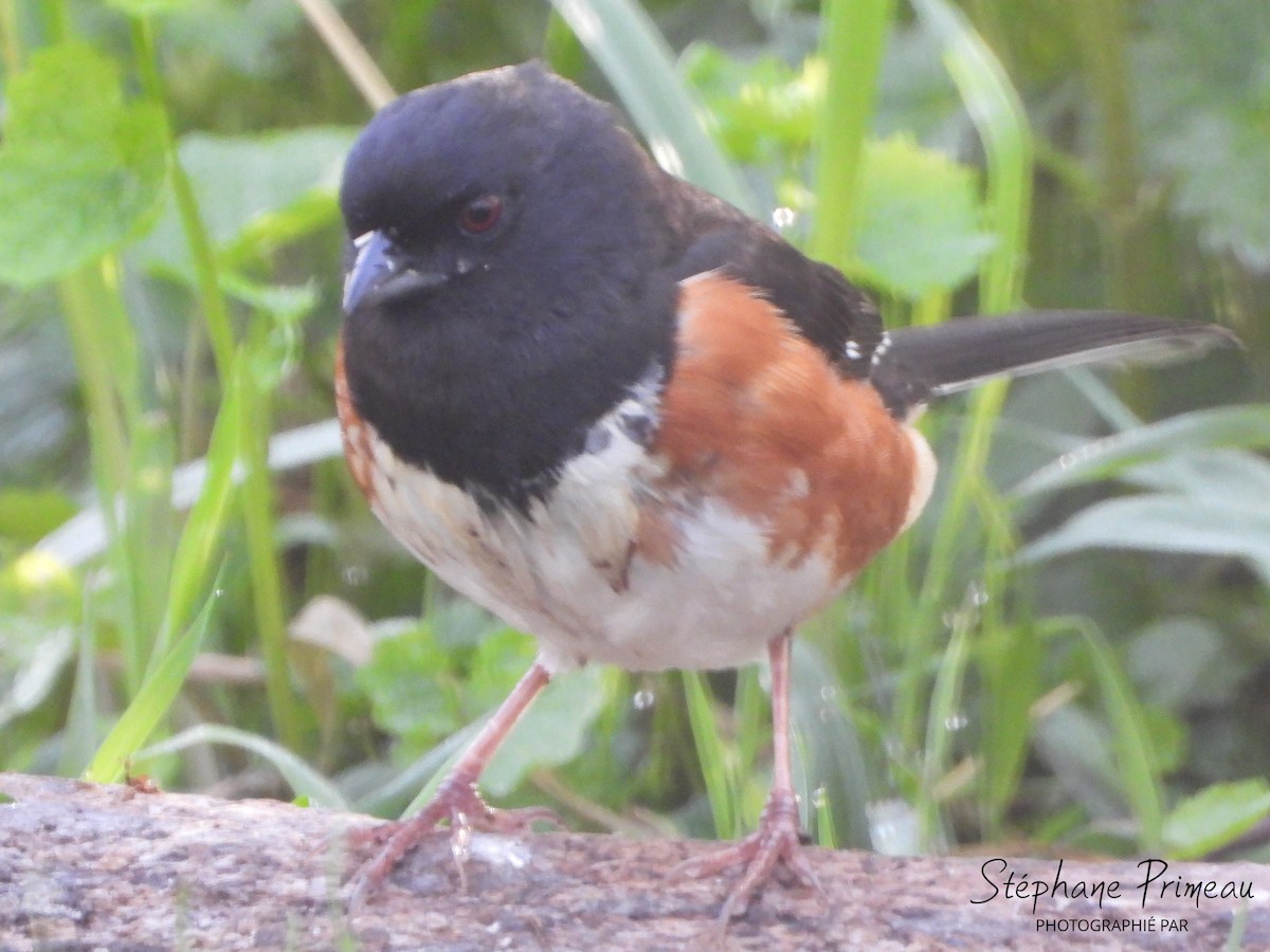 Eastern Towhee - Stéphane Primeau