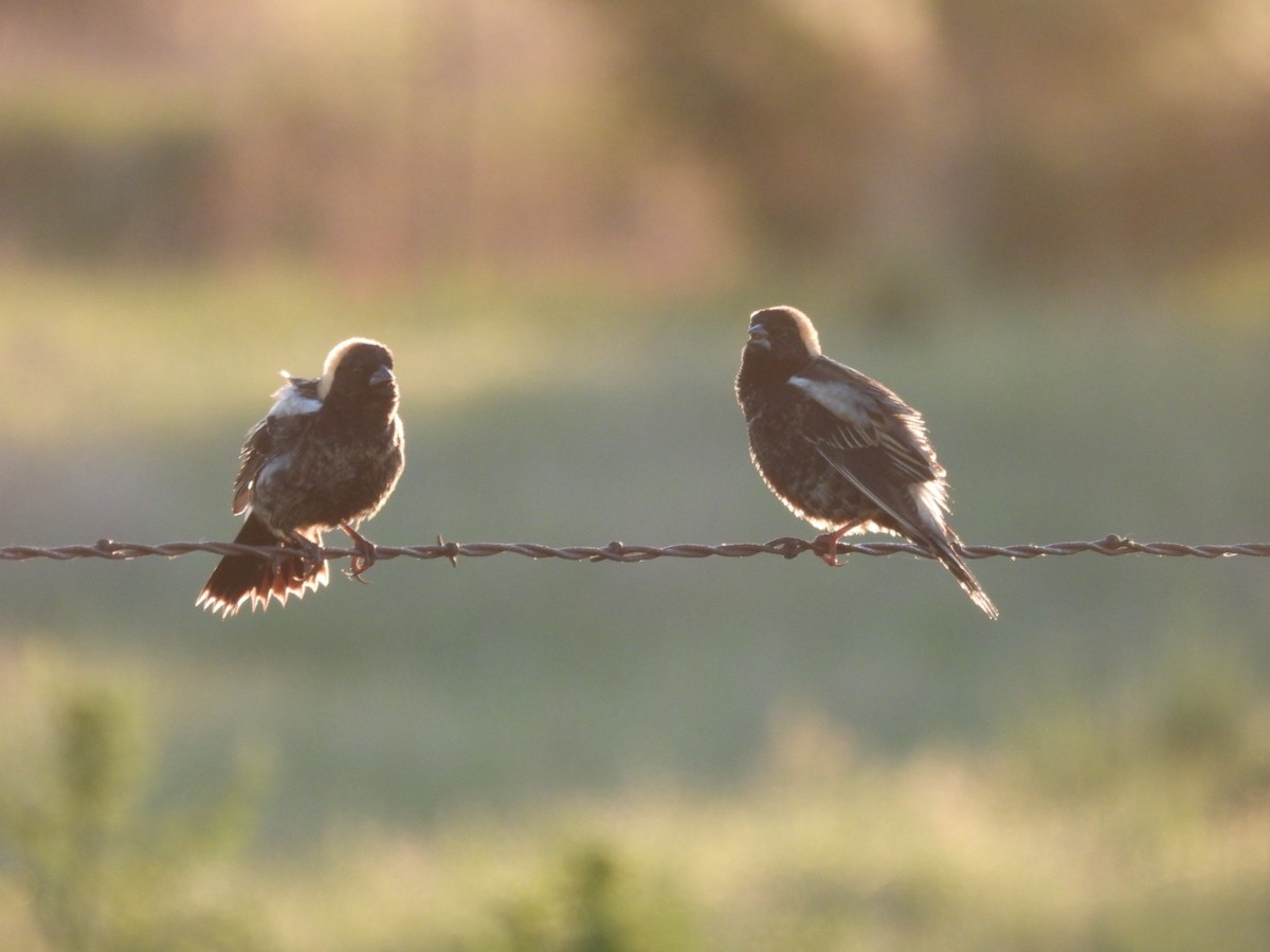 Bobolink - Sam Reitenour