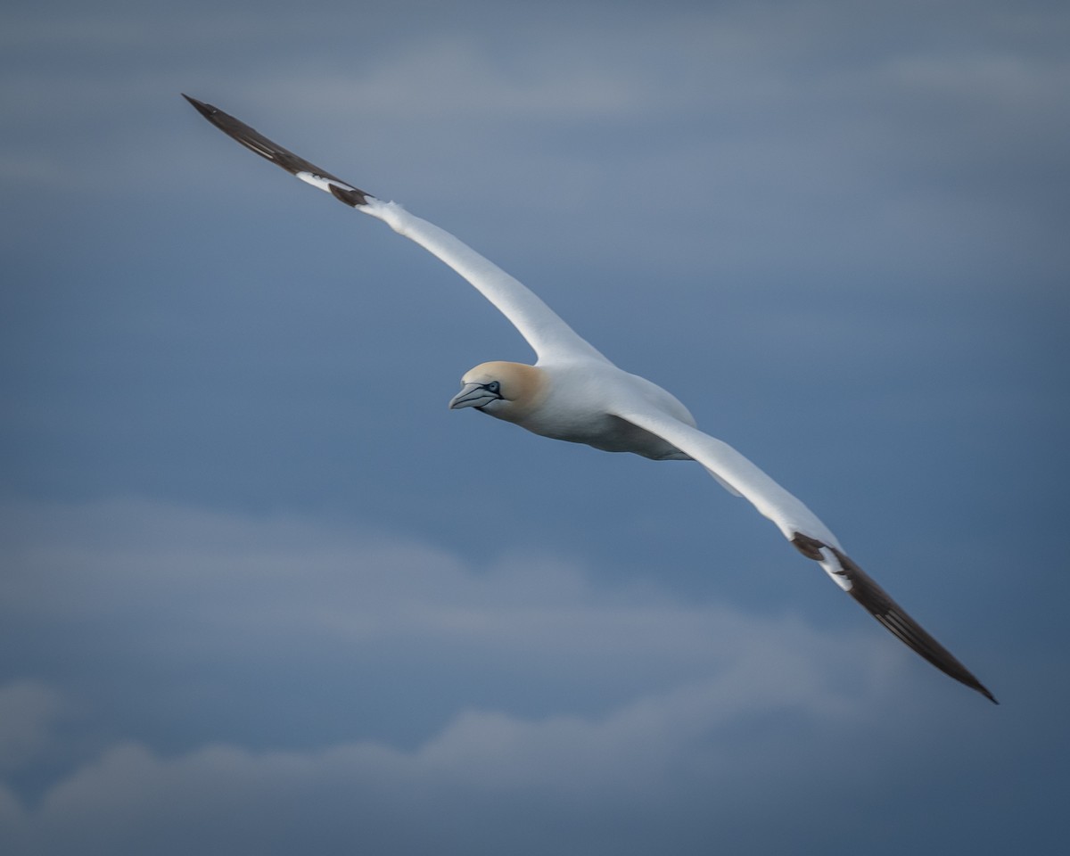 Northern Gannet - ML618844916