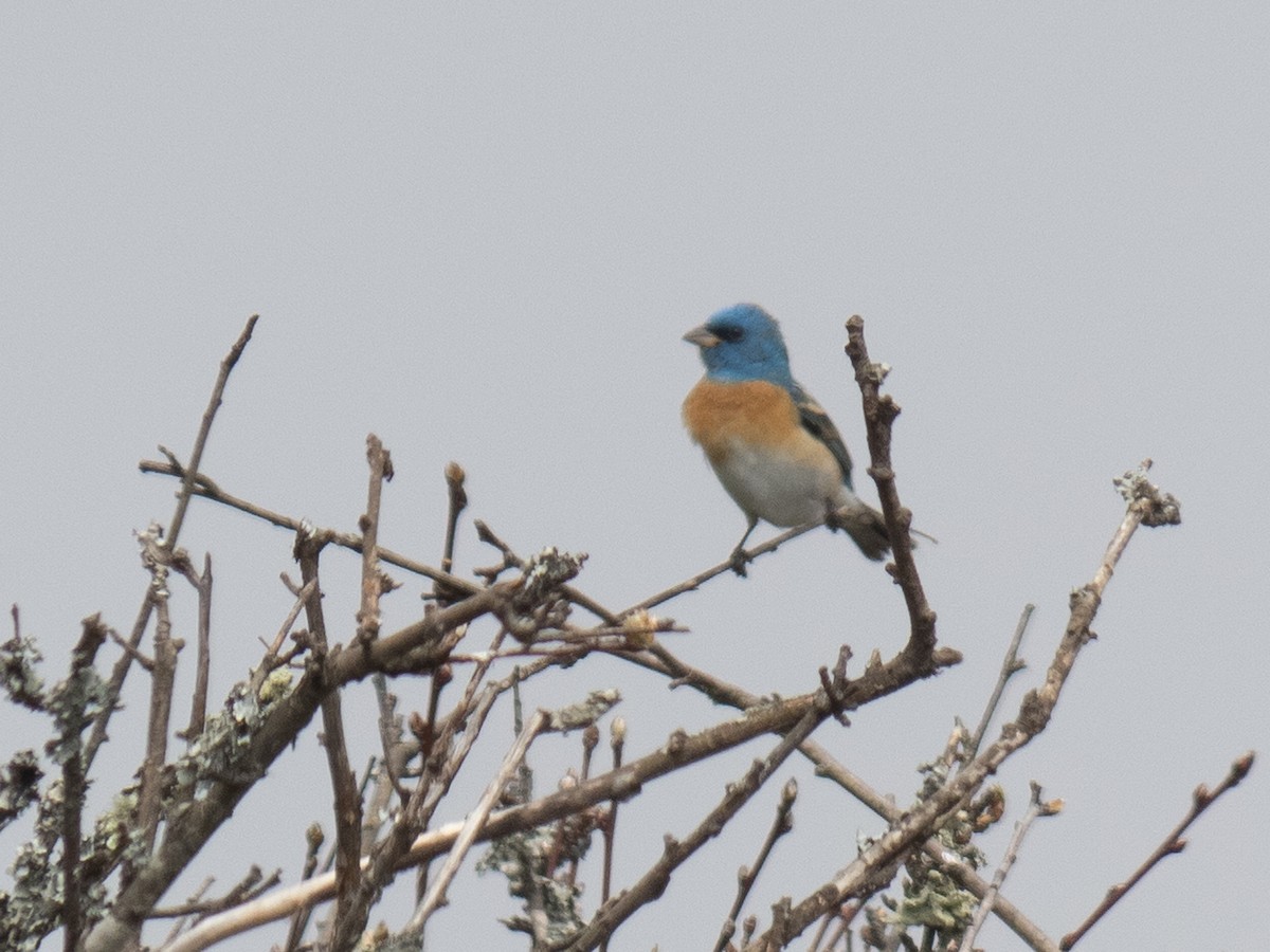 Lazuli Bunting - Nina Bai