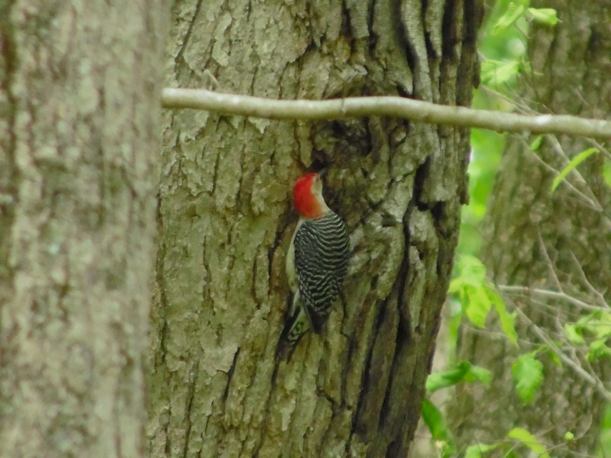 Red-bellied Woodpecker - Katie O'Neall-Sullivan