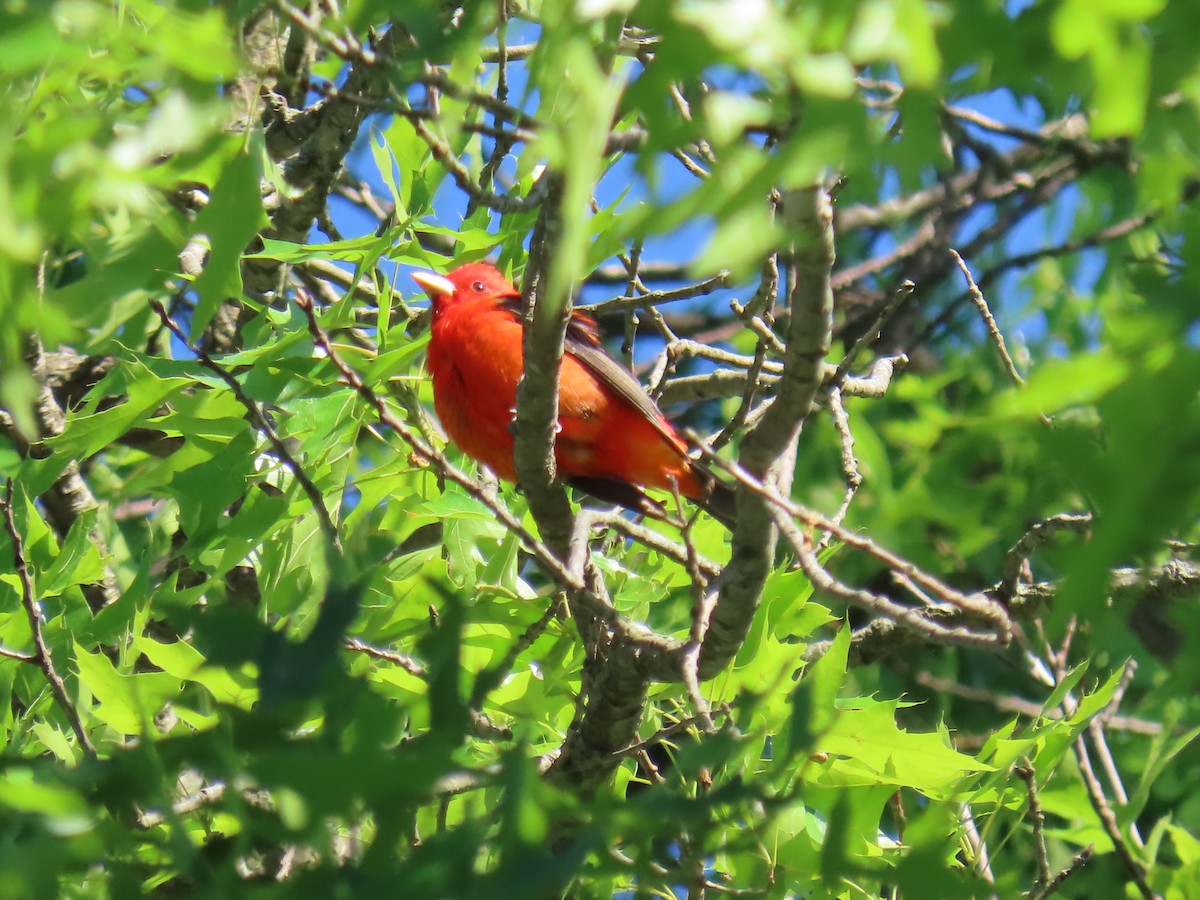 Scarlet Tanager - ML618844941