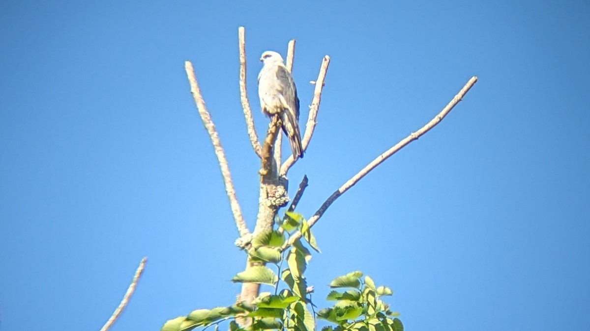 Mississippi Kite - Kate Kaz