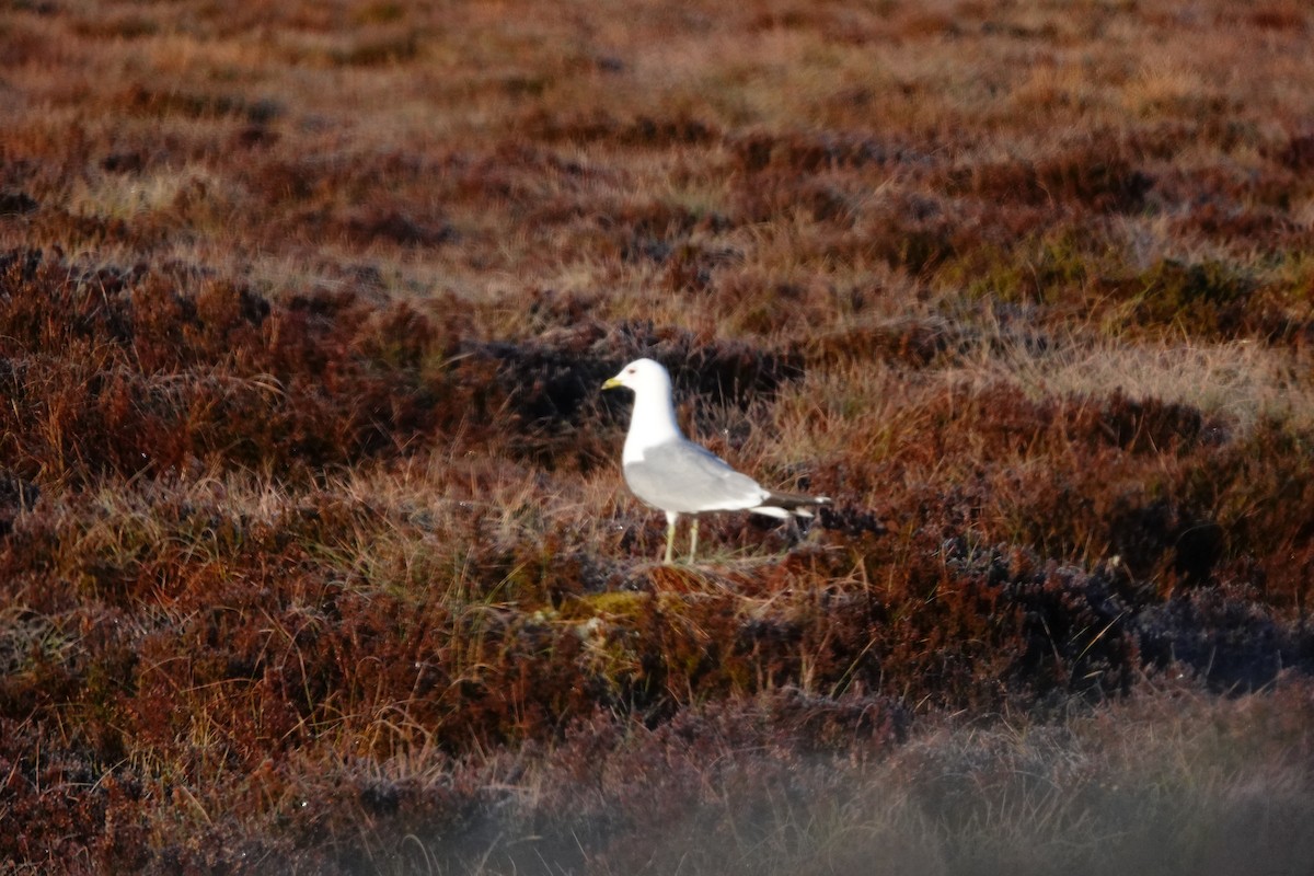 Common Gull - Wally Taylor