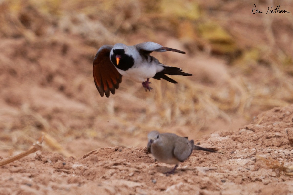 Namaqua Dove - Ran Nathan