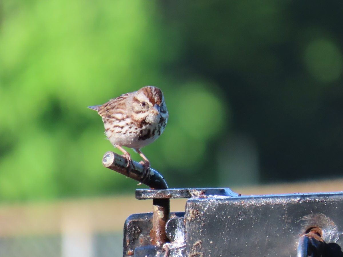 Song Sparrow - ML618844953