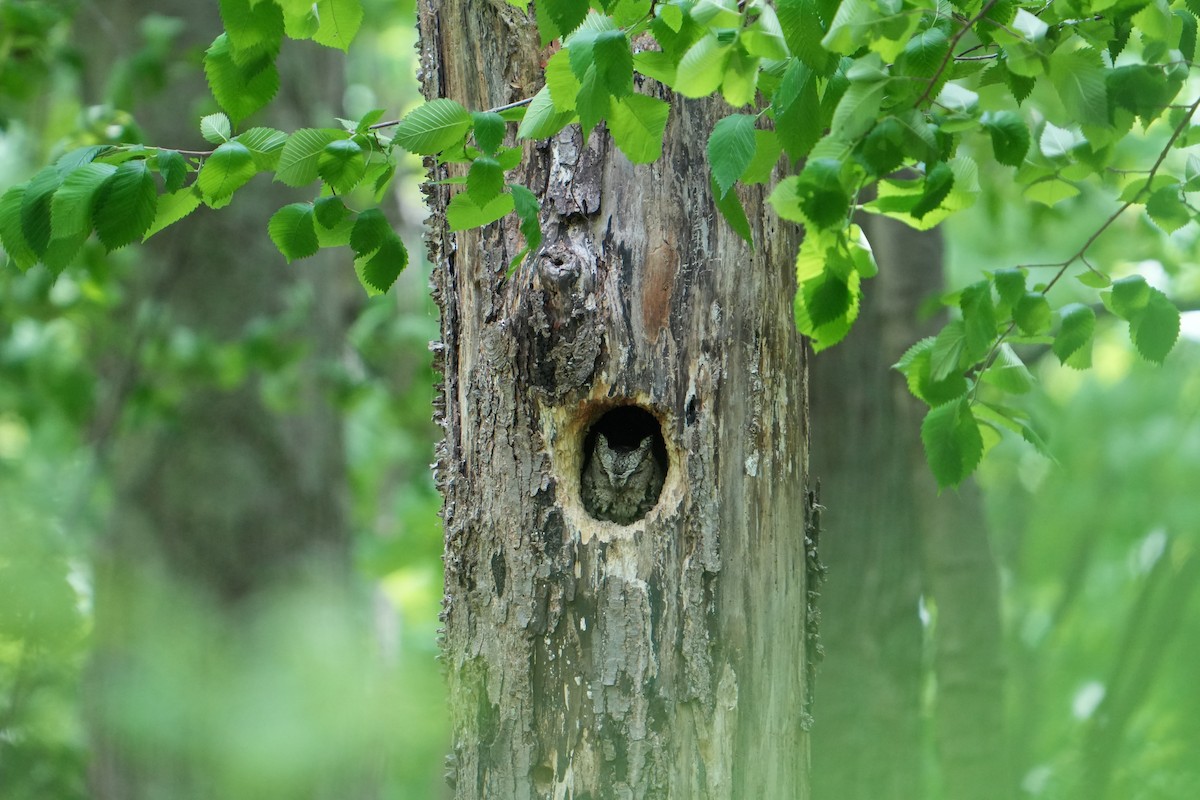 Eastern Screech-Owl - Will Cihula