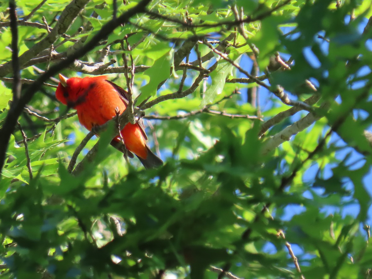 Scarlet Tanager - Elizabeth Ferber