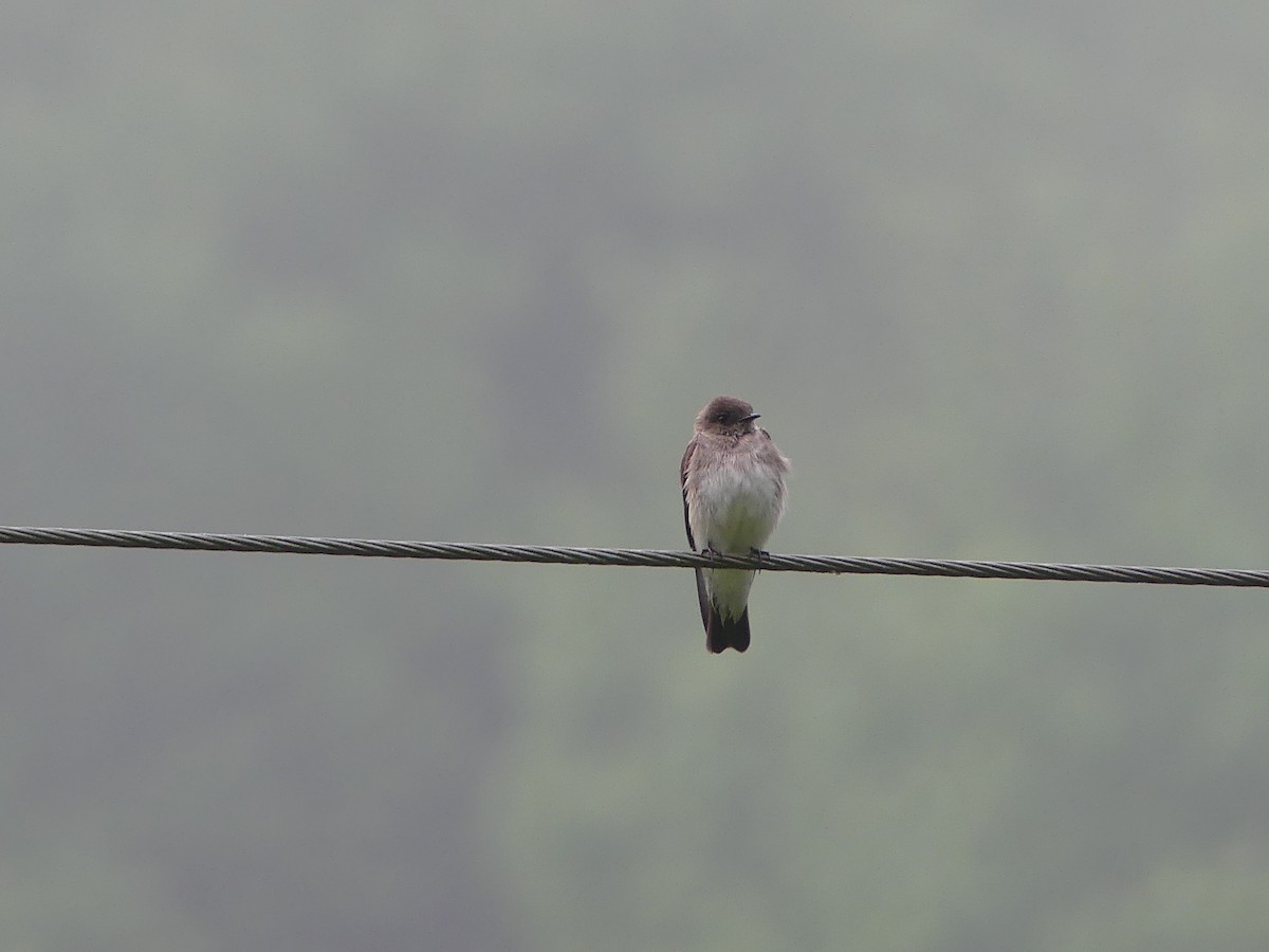 Golondrina Aserrada - ML618844961