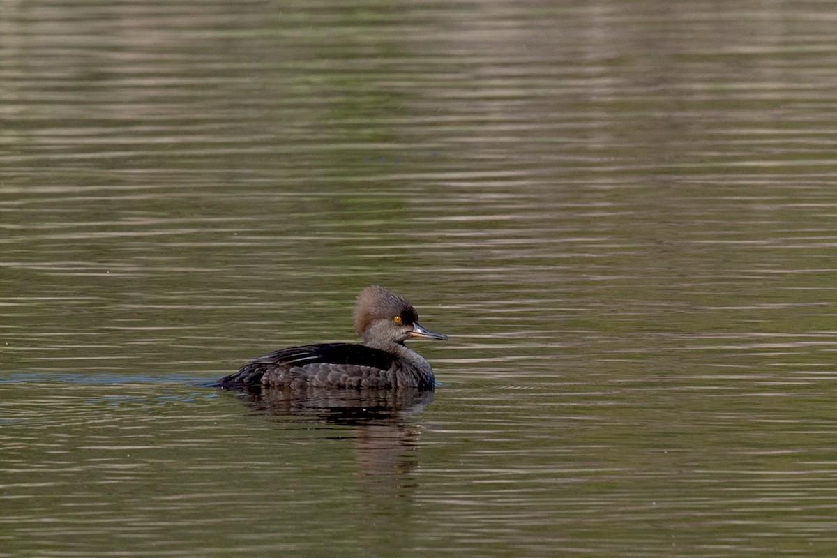 Hooded Merganser - Annette McClellan