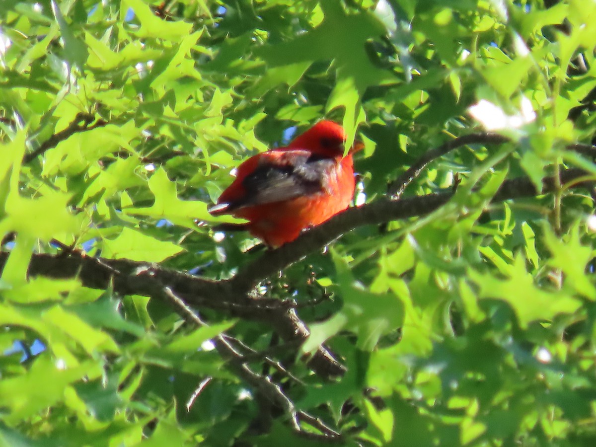 Scarlet Tanager - Elizabeth Ferber