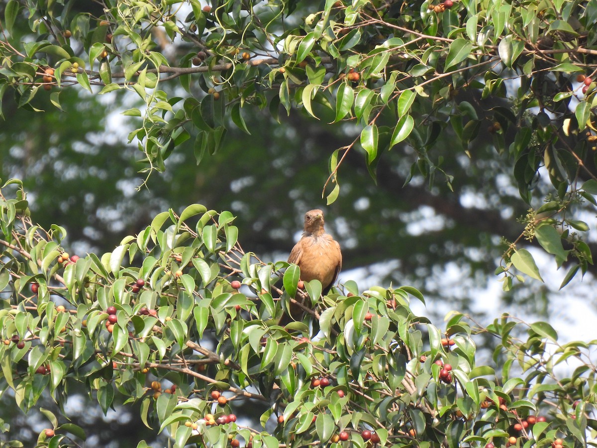 Clay-colored Thrush - María Eugenia Paredes Sánchez