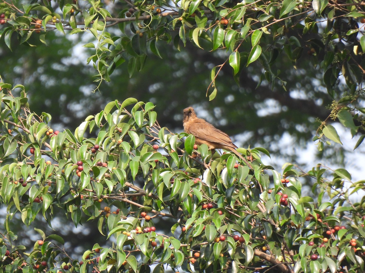 Clay-colored Thrush - María Eugenia Paredes Sánchez