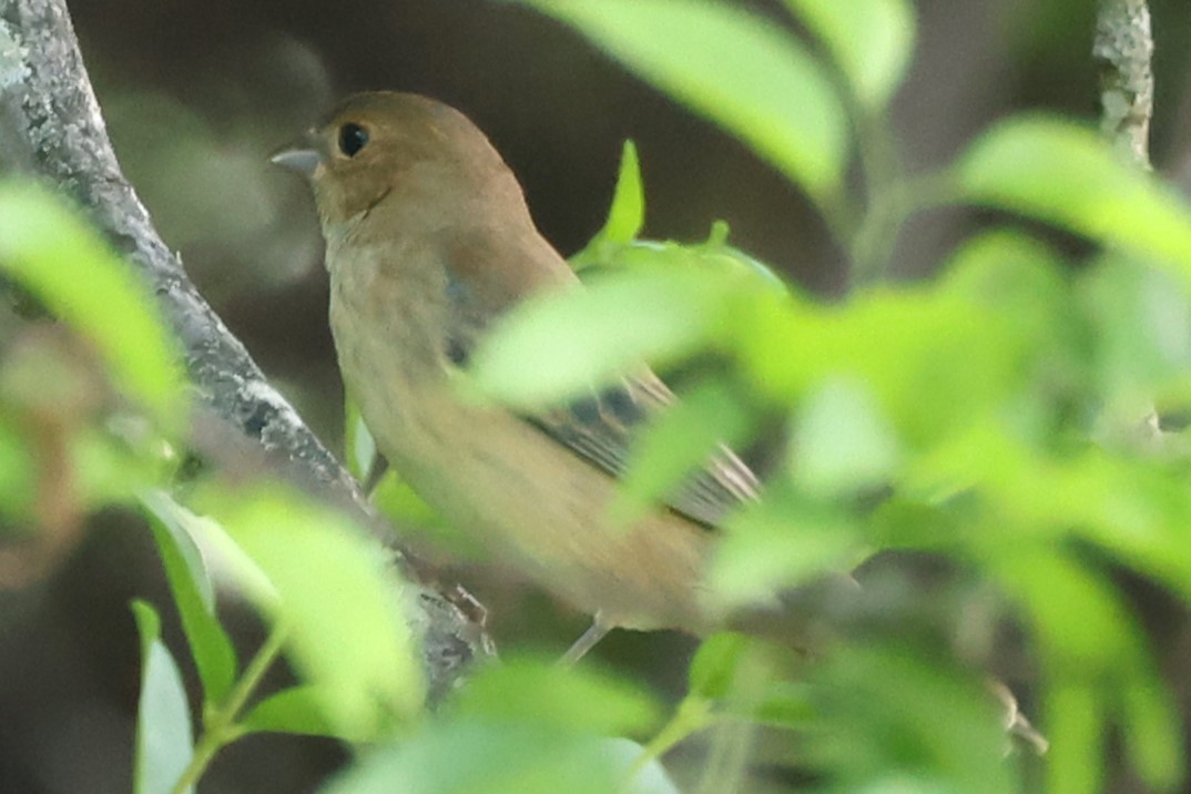 Indigo Bunting - Duane Yarbrough