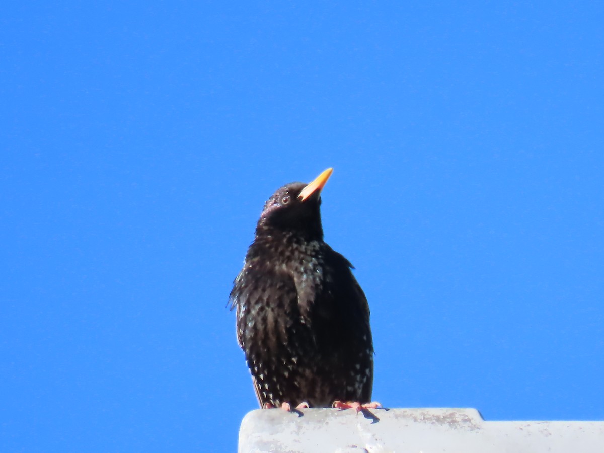 European Starling - Elizabeth Ferber