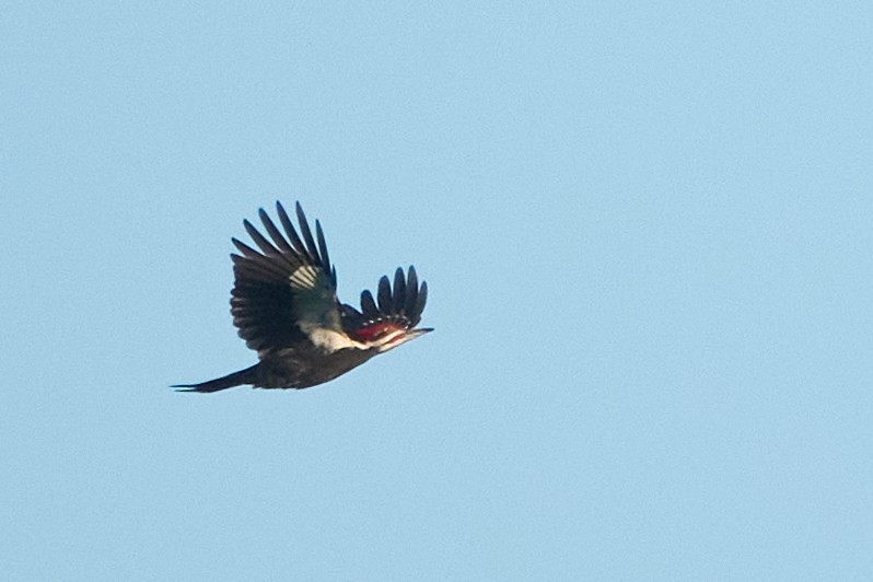 Pileated Woodpecker - Anonymous