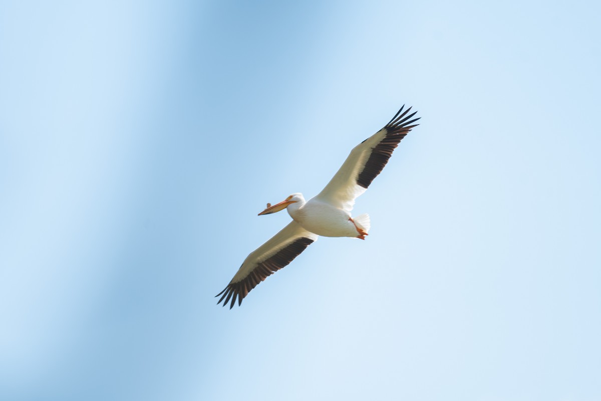 American White Pelican - Annette McClellan