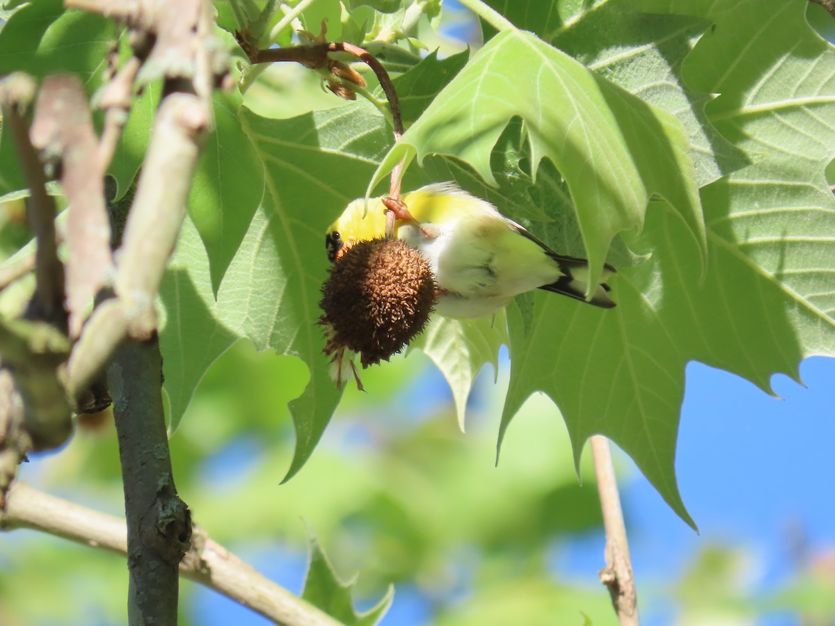 American Goldfinch - ML618844991