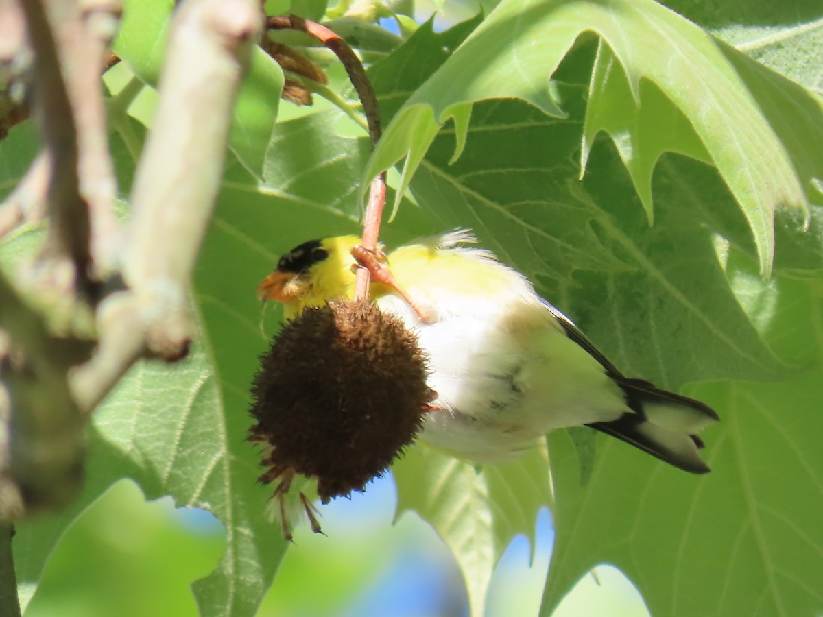 American Goldfinch - Elizabeth Ferber