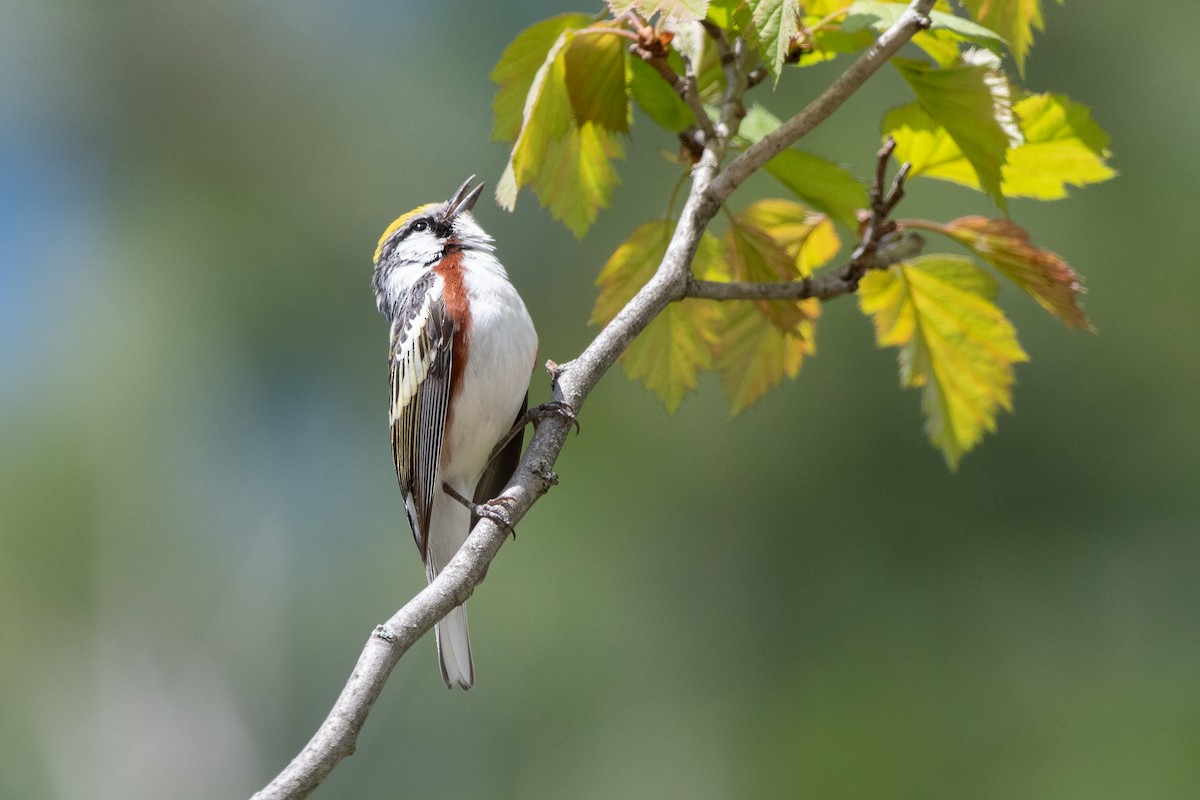 Chestnut-sided Warbler - chris roberts