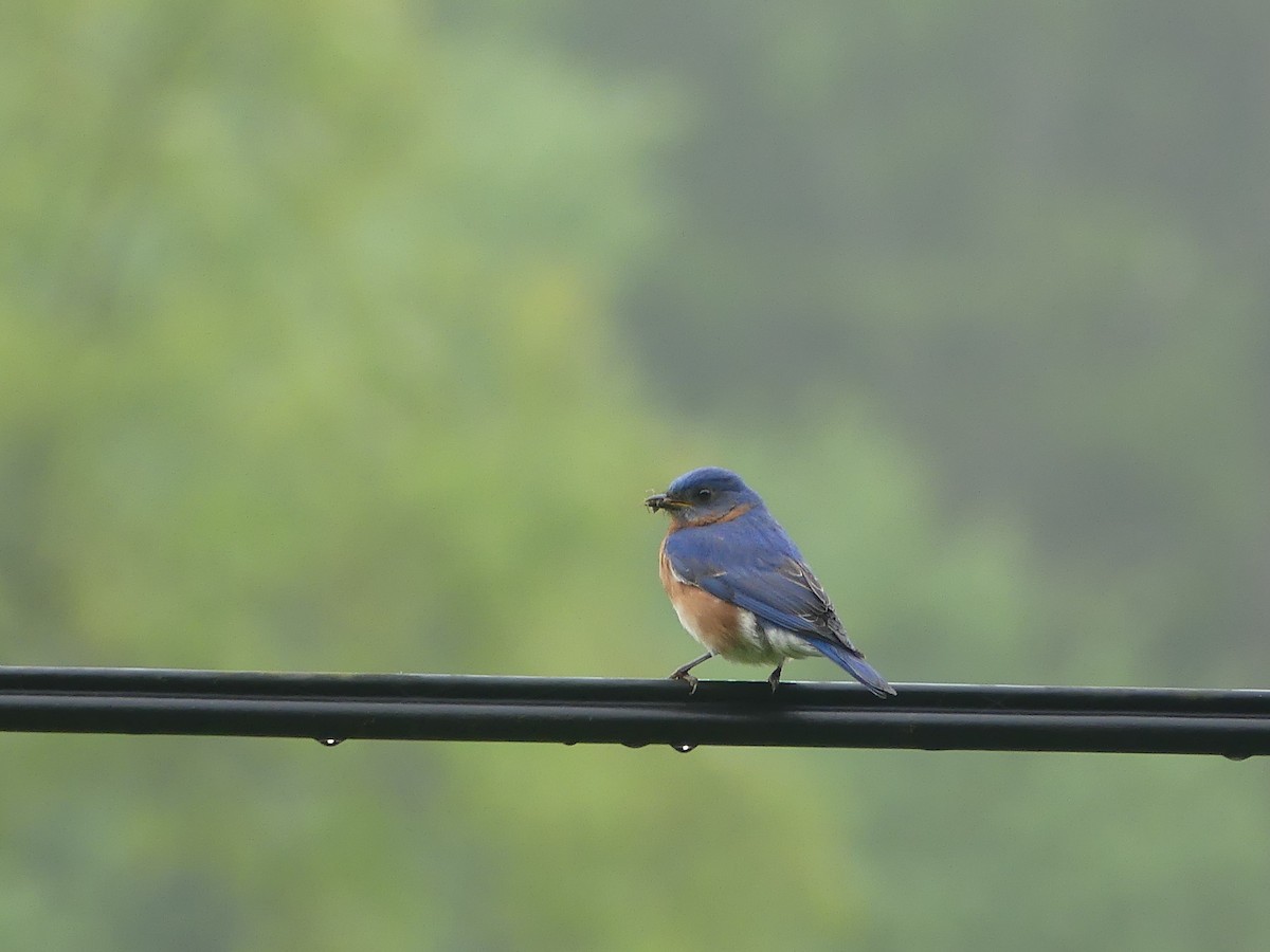 Eastern Bluebird - ML618845003