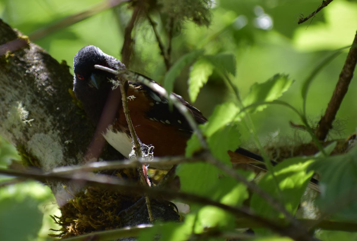 Spotted Towhee - Tser Supalla