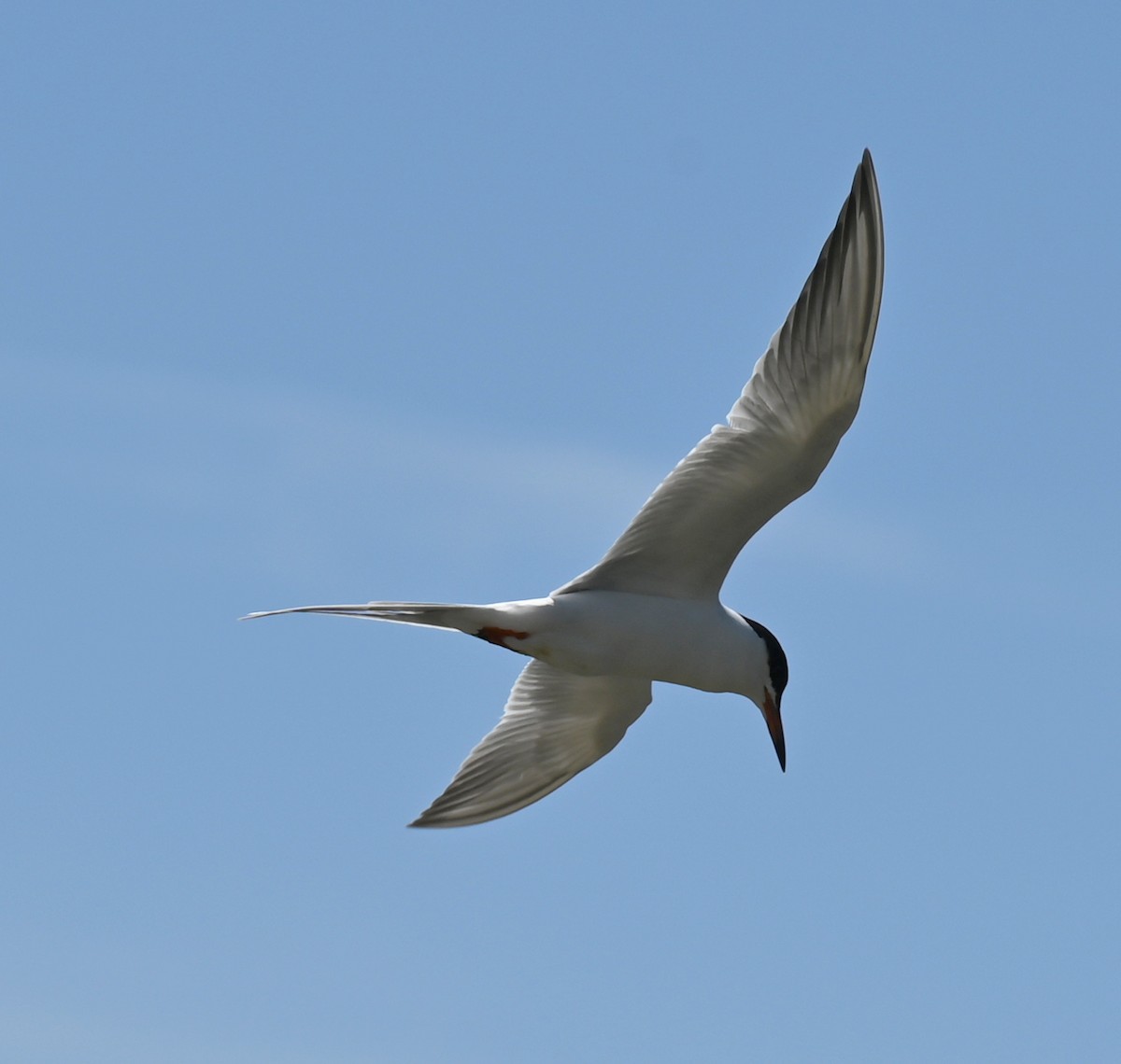 Forster's Tern - Geoff Carpentier