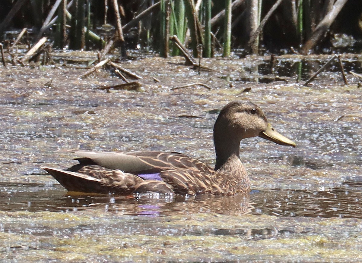 Mexican Duck - ML618845027