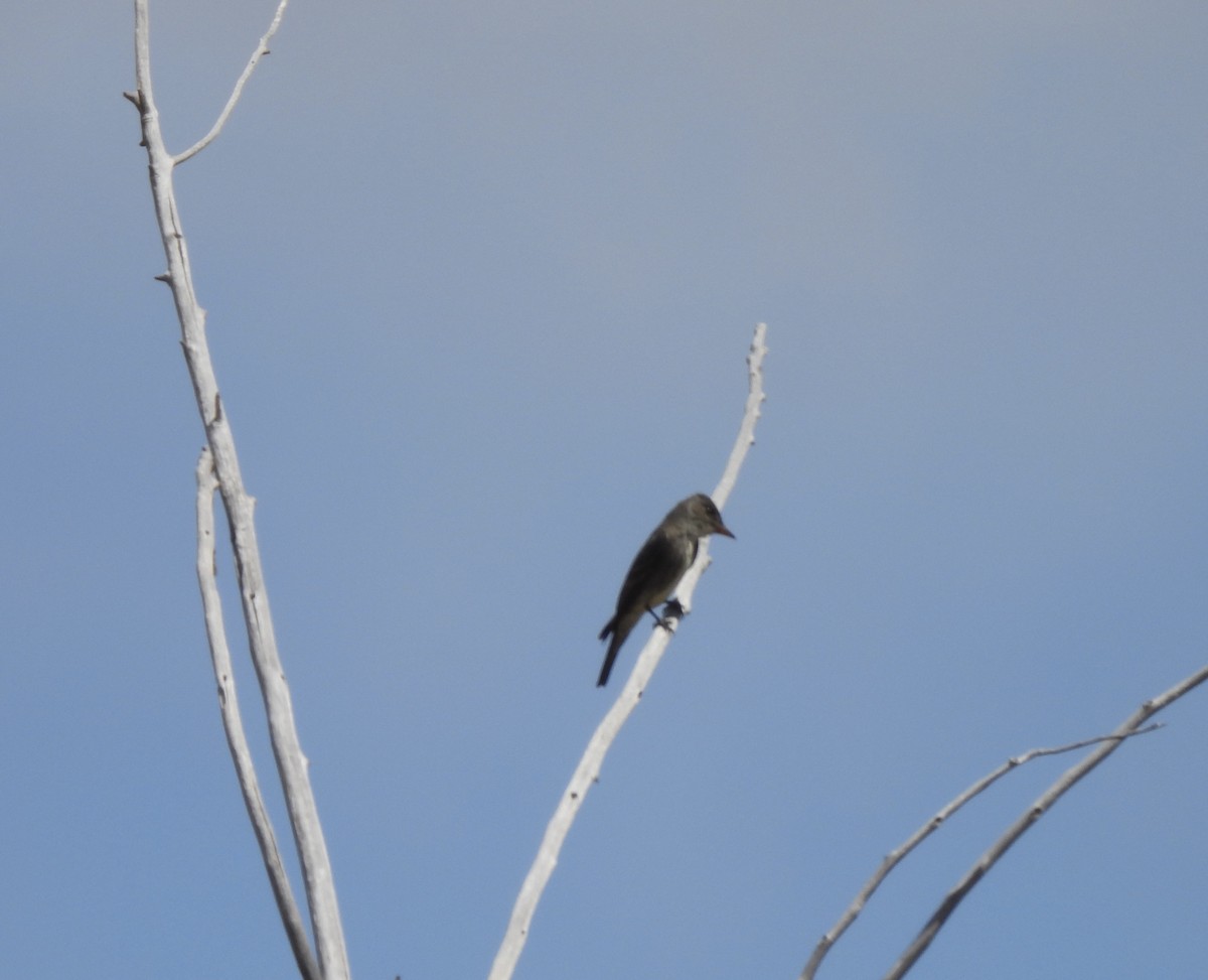 Olive-sided Flycatcher - Beth Whittam