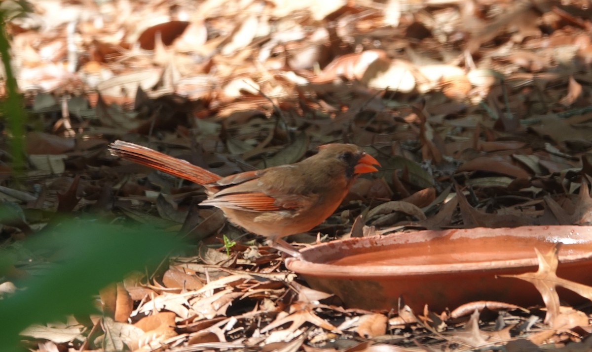 Northern Cardinal - Al Hansen