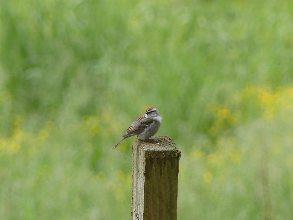 Chipping Sparrow - Linda Croskey