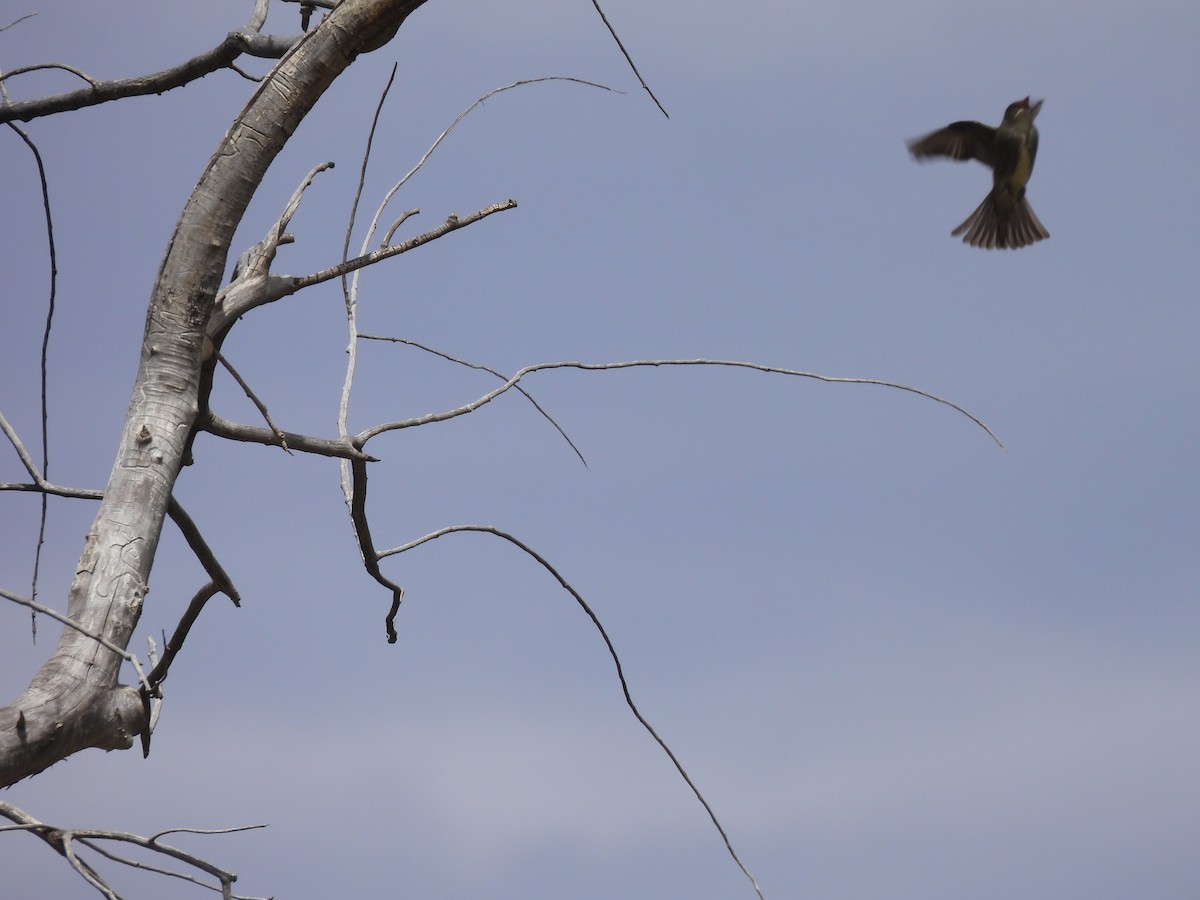 Western Wood-Pewee - Beth Whittam