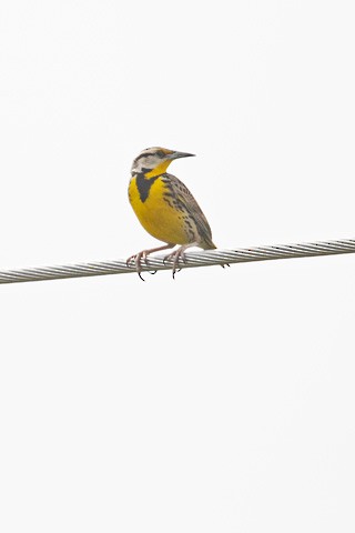 Eastern Meadowlark - Gary Botello