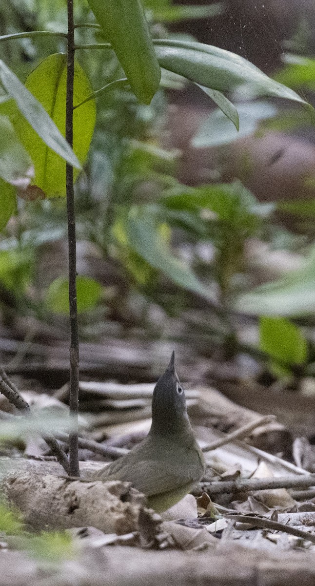 Connecticut Warbler - Lawrence Gladsden