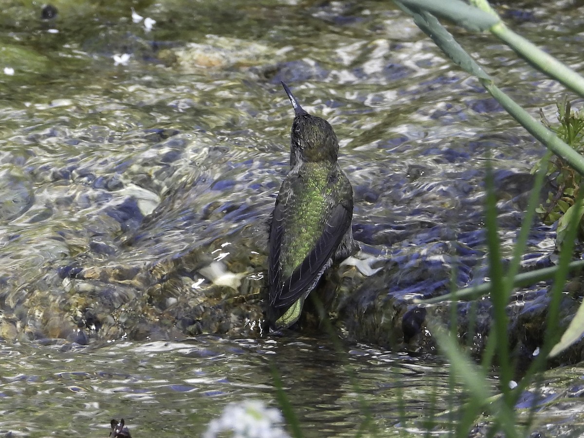 Anna's/Costa's Hummingbird - ML618845063