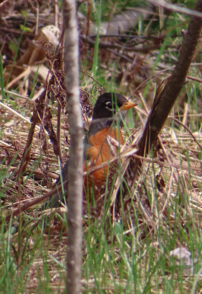 American Robin - Sylvie Gagnon