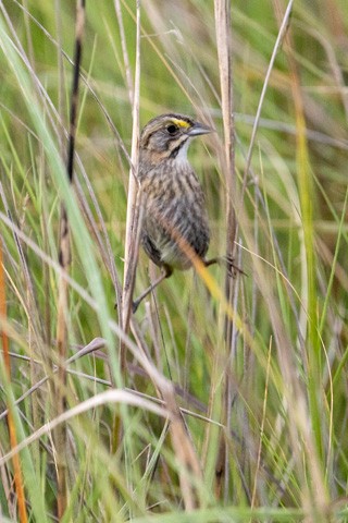 Seaside Sparrow - Gary Botello