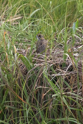 Seaside Sparrow - Gary Botello