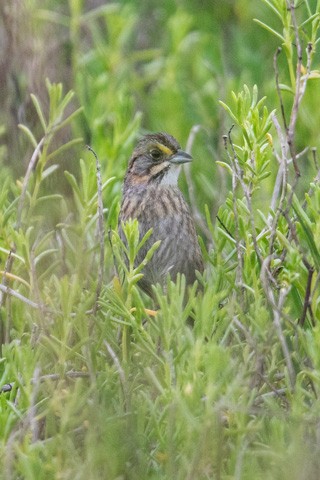 Seaside Sparrow - Gary Botello