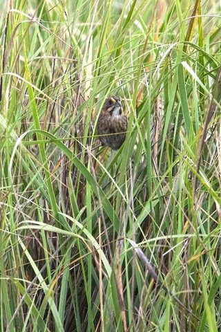 Seaside Sparrow - Gary Botello