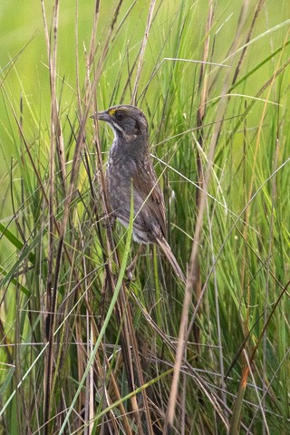 Seaside Sparrow - Gary Botello