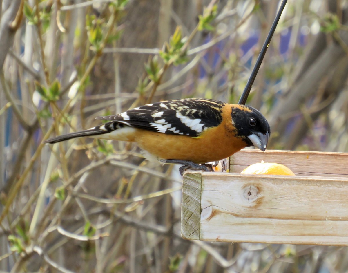 Black-headed Grosbeak - Al Zerbe