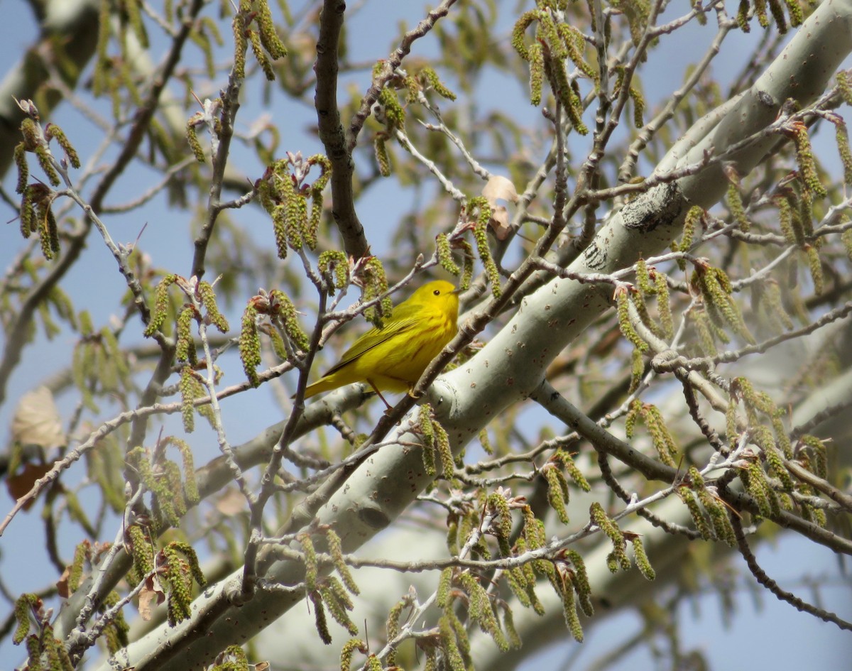 Yellow Warbler - Al Zerbe