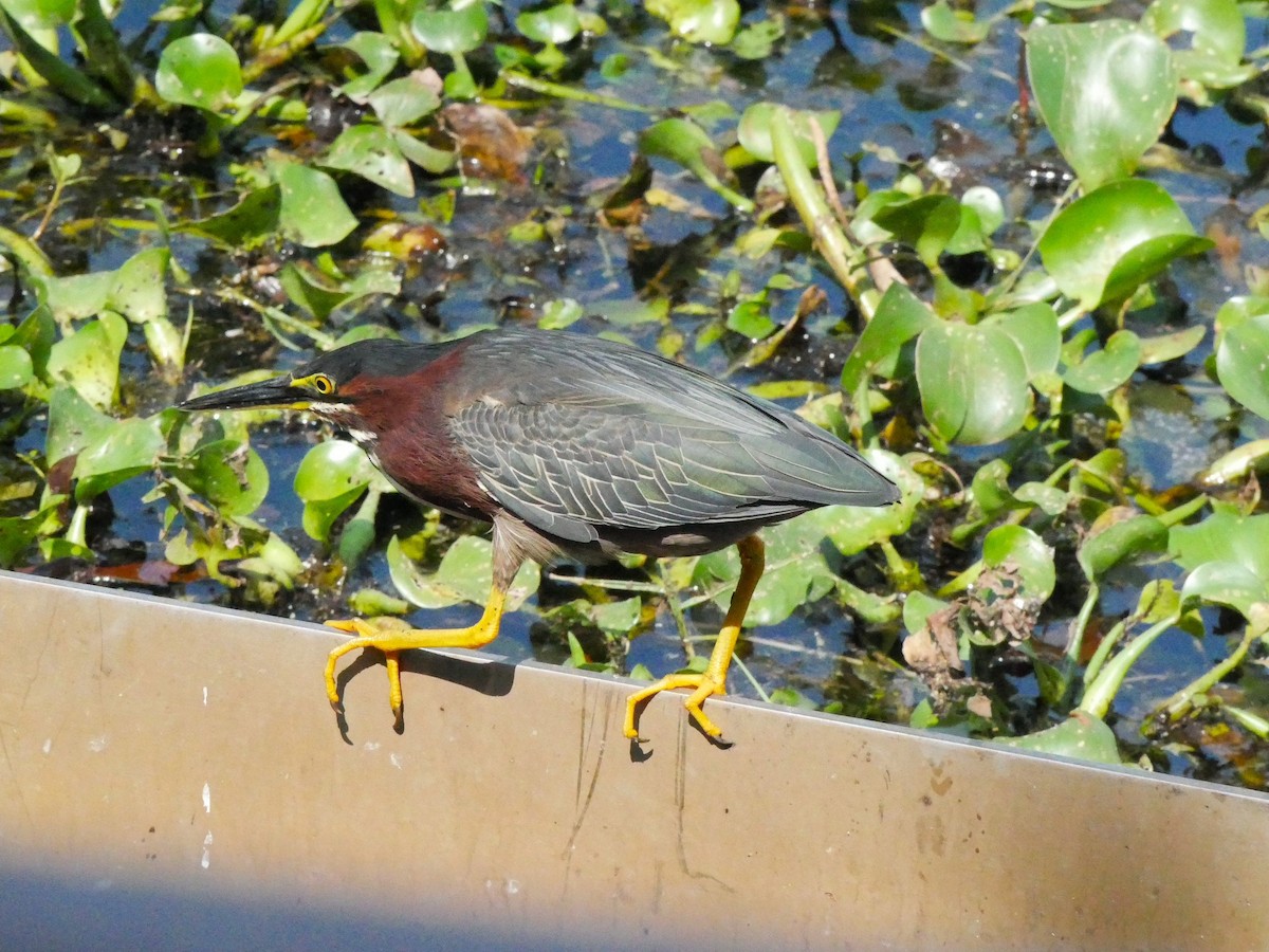 Green Heron - Jake Streets