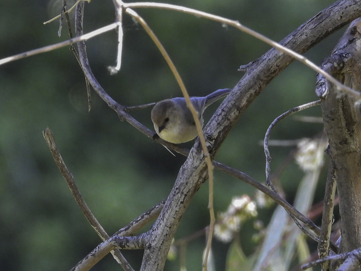 Bushtit - Cynthia Howland-Hodson