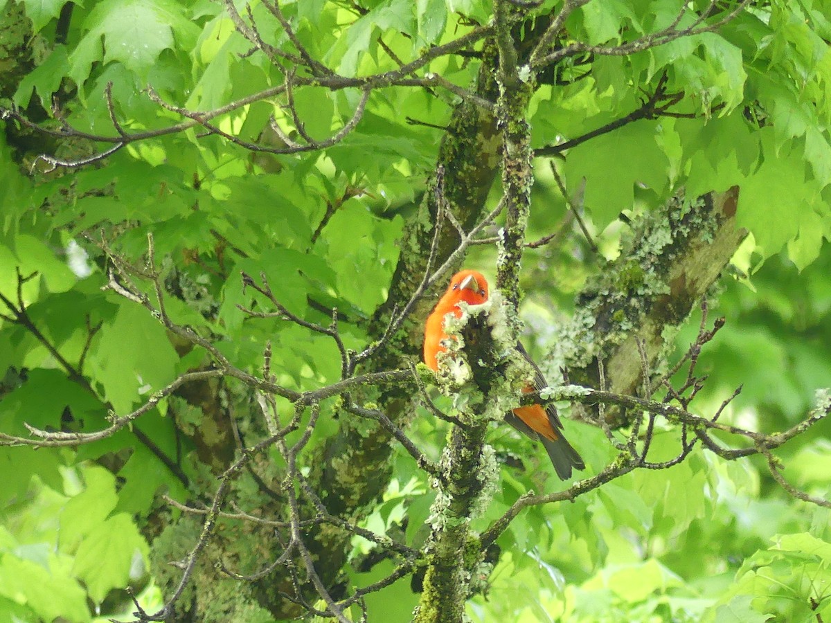 Scarlet Tanager - Linda Croskey