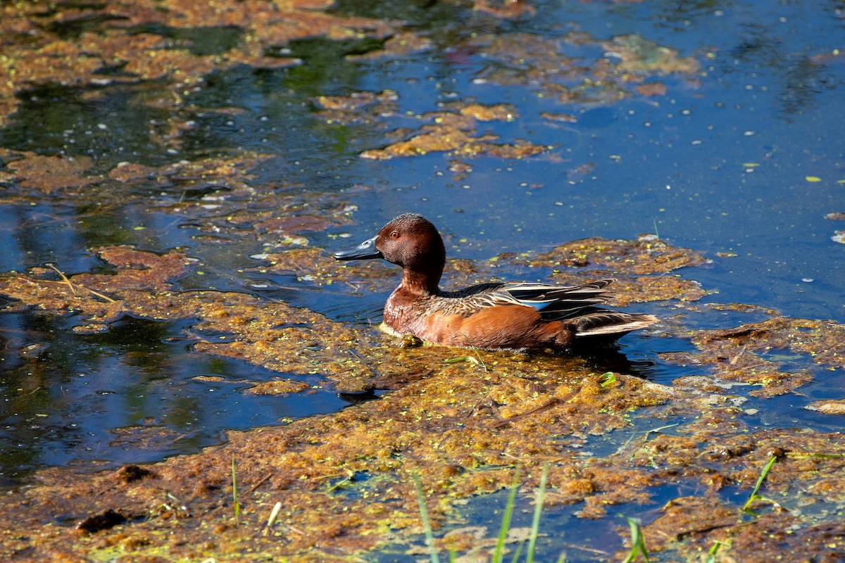 Cinnamon Teal - Danielle Cooper